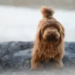 7 regler for at rejse til Catalonien med hund