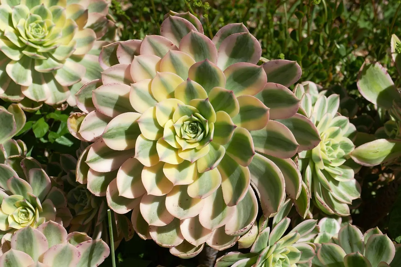 De 10 bedste tapasbarer i Tossa de Mar