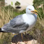 Er det tilladt at flyve med drone i Catalonien i 2025?