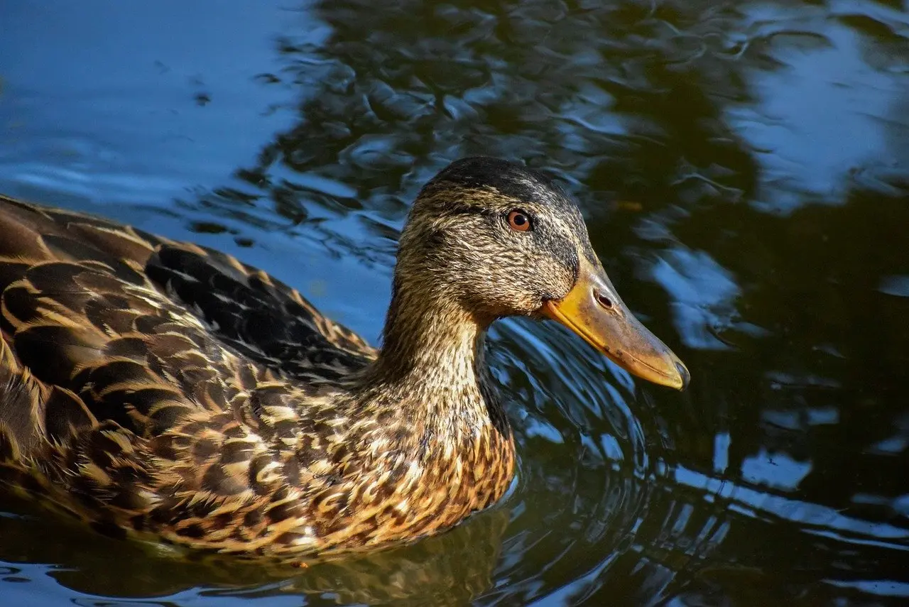 Give Lyd - løsningord til dit krydsord