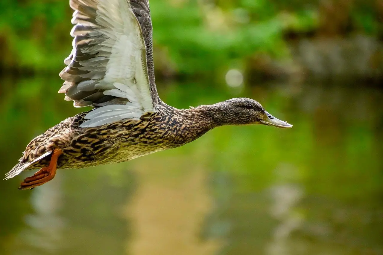 Hint til Drengenavn i Krydsord