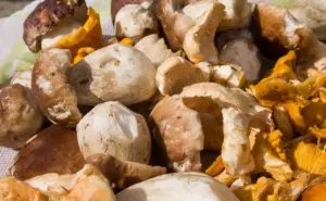 Hvor må man lovligt samle svampe i Catalonien?