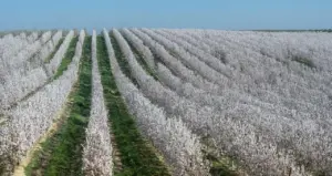 Hvornår blomstrer mandeltræerne i Catalonien?