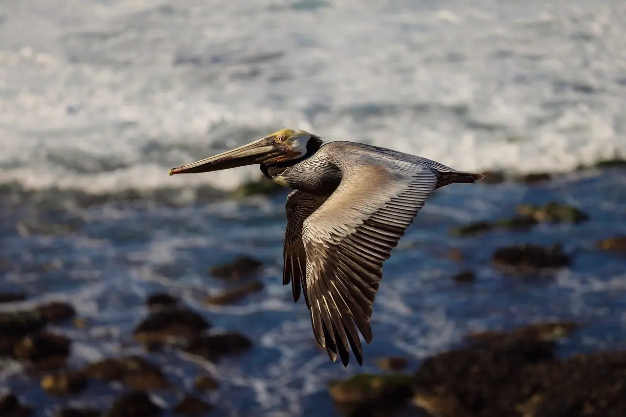 Sådan finder du skjulte badebugter ved Begur uden bil
