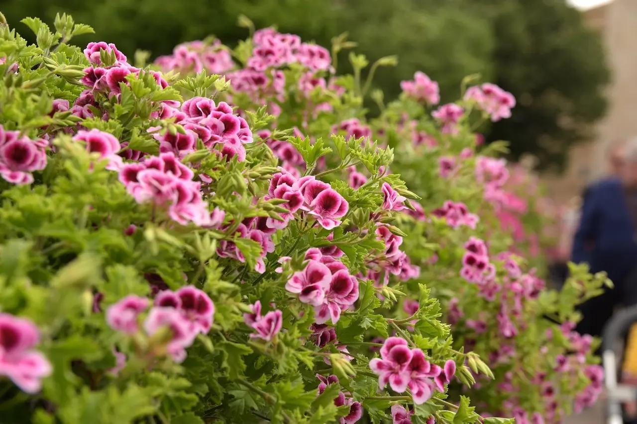 Sådan oplever du Temps de Flors som en lokal