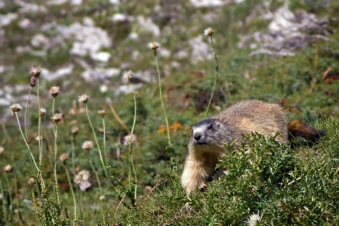 Sådan spotter du murmeldyr i Alt Pirineu-parken